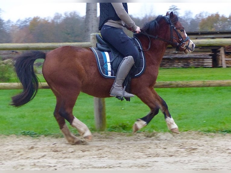 Welsh A (Mountain Pony) Mare 13 years 11,2 hh Brown in AHalle