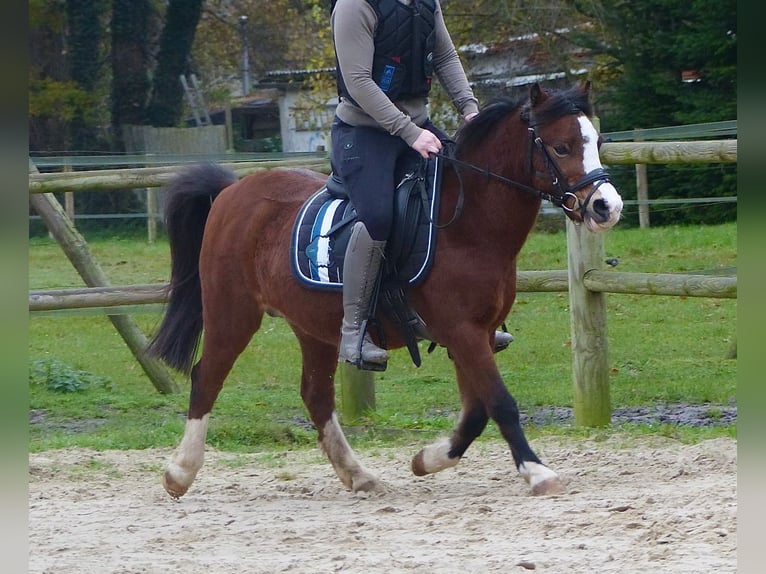 Welsh A (Mountain Pony) Mare 13 years 11,2 hh Brown in AHalle