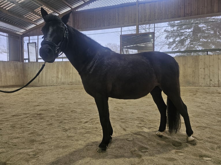 Welsh A (Mountain Pony) Mare 13 years 12,3 hh Black in Breitenfurt bei Wien