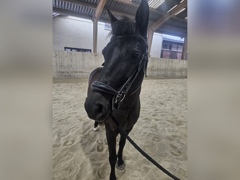 Welsh A (Mountain Pony) Mare 13 years 12,3 hh Black in Breitenfurt bei Wien