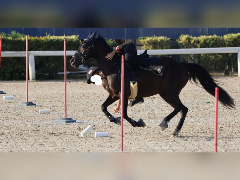 Welsh A (Mountain Pony) Mare 13 years 12,3 hh Black in Breitenfurt bei Wien