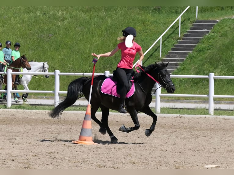 Welsh A (Mountain Pony) Mare 13 years 12,3 hh Black in Breitenfurt bei Wien