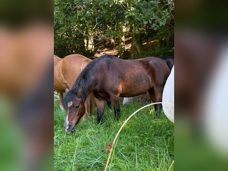 Welsh A (Mountain Pony) Mare 14 years 11,2 hh Brown in Hellenthal