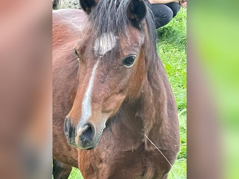 Welsh A (Mountain Pony) Mare 14 years 11,2 hh Brown in Hellenthal