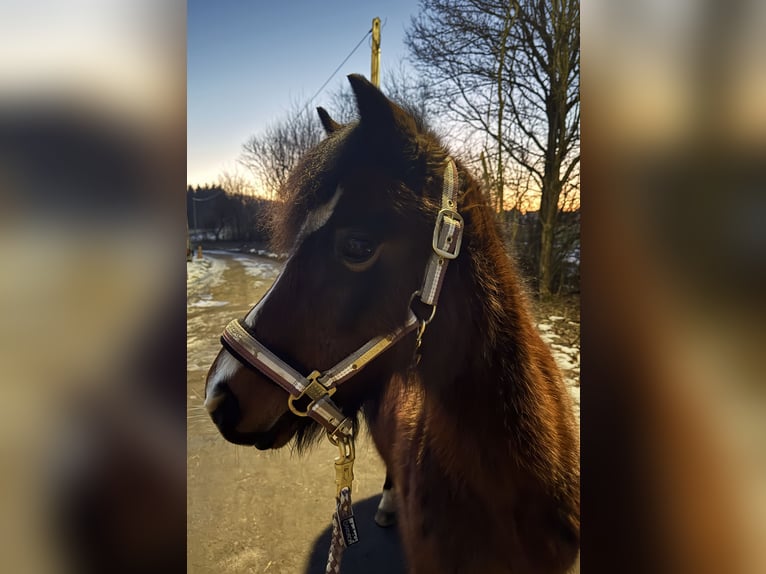 Welsh A (Mountain Pony) Mare 14 years 11,2 hh Brown in Hellenthal