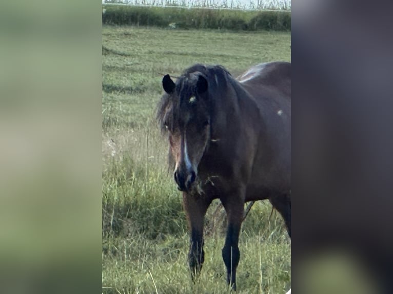 Welsh A (Mountain Pony) Mare 14 years 11,2 hh Brown in Hellenthal