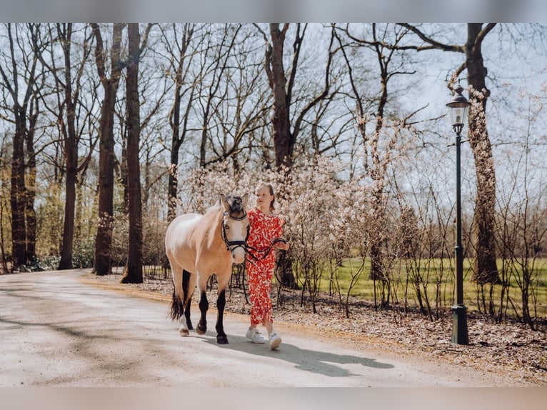 Welsh A (Mountain Pony) Mare 15 years 11,1 hh Palomino in Turnhout