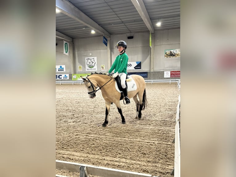 Welsh A (Mountain Pony) Mare 15 years 11,1 hh Palomino in Turnhout