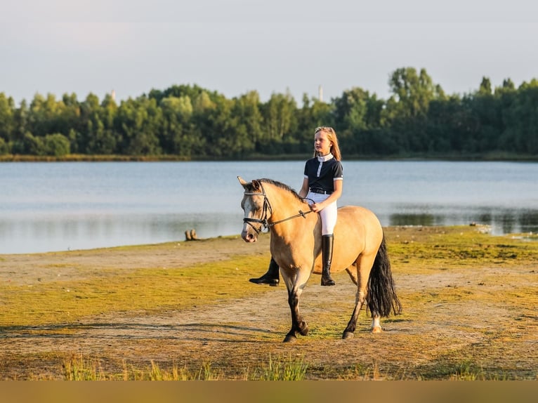 Welsh A (Mountain Pony) Mare 15 years 11,1 hh Palomino in Turnhout