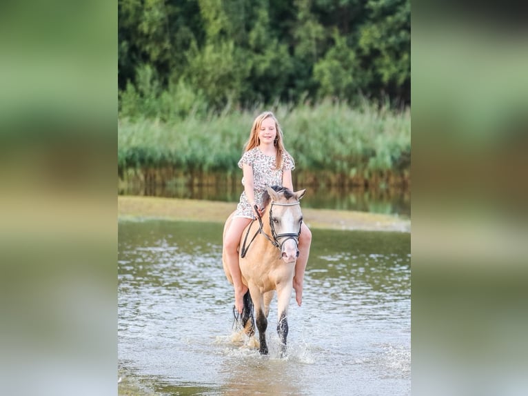 Welsh A (Mountain Pony) Mare 15 years 11,1 hh Palomino in Turnhout