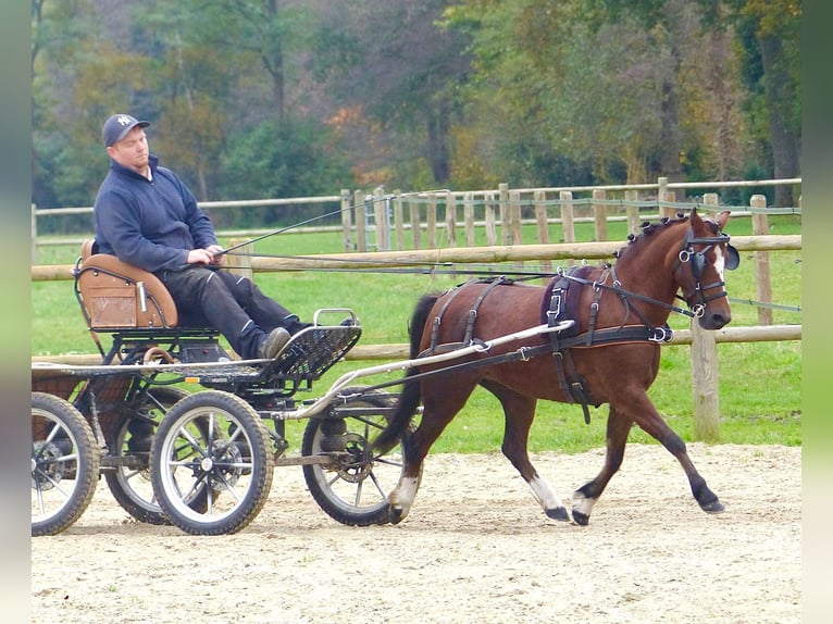 Welsh A (Mountain Pony) Mare 15 years 11,2 hh Brown in Wielen