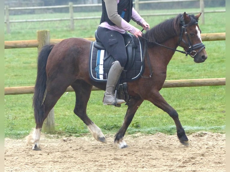 Welsh A (Mountain Pony) Mare 15 years 11,2 hh Brown in Wielen