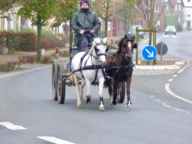 Welsh A (Mountain Pony) Mare 15 years 11,2 hh Brown in Wielen