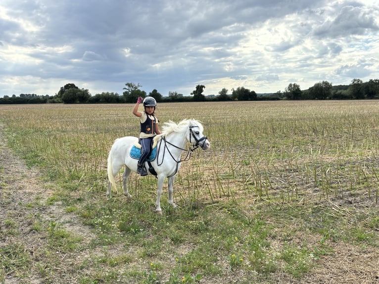 Welsh A (Mountain Pony) Mare 15 years 11 hh Gray in Wohltorf