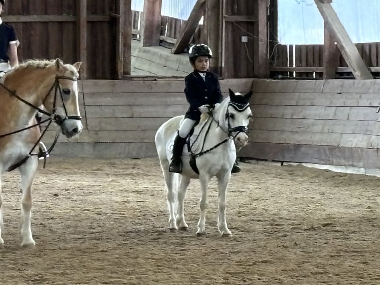 Welsh A (Mountain Pony) Mare 15 years 11 hh Gray in Wohltorf