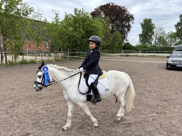 Welsh A (Mountain Pony) Mare 15 years 11 hh Gray in Wohltorf