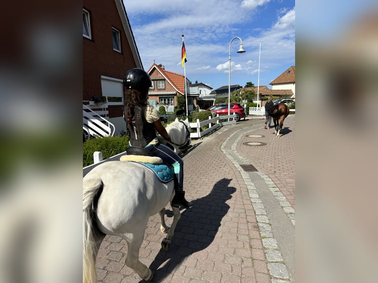 Welsh A (Mountain Pony) Mare 15 years 11 hh Gray in Wohltorf