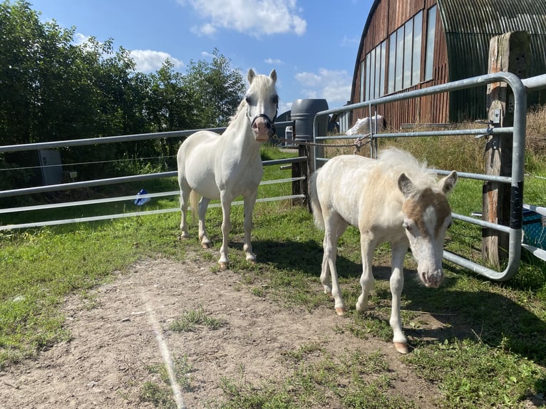 Welsh A (Mountain Pony) Mare 15 years 11 hh Gray in Wohltorf