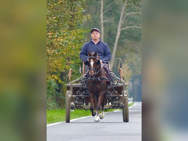 Welsh A (Mountain Pony) Mare 16 years 11,2 hh Brown in Wielen