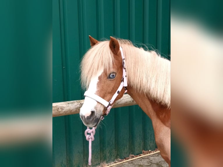 Welsh A (Mountain Pony) Mare 16 years 11,2 hh Chestnut-Red in Lindlar