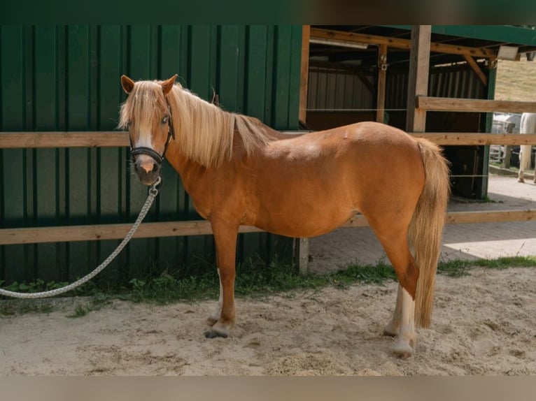 Welsh A (Mountain Pony) Mare 16 years 11,2 hh Chestnut-Red in Lindlar