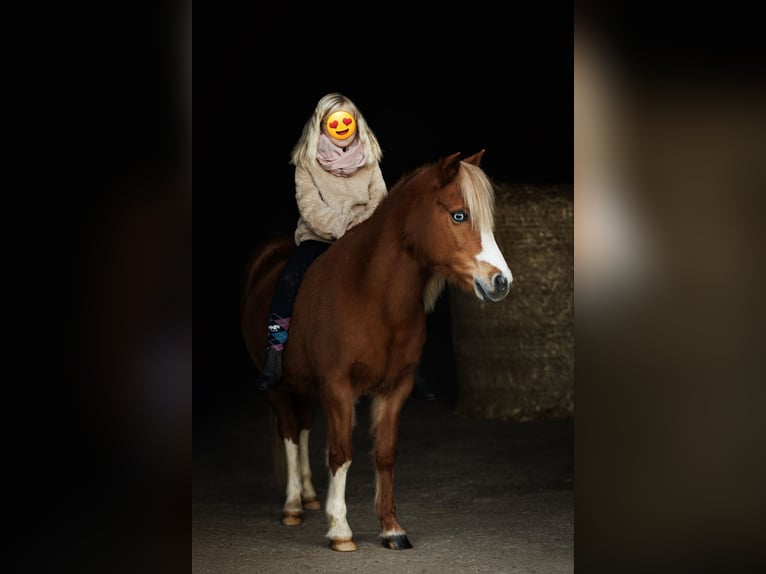 Welsh A (Mountain Pony) Mare 16 years 11,2 hh Chestnut-Red in Lindlar