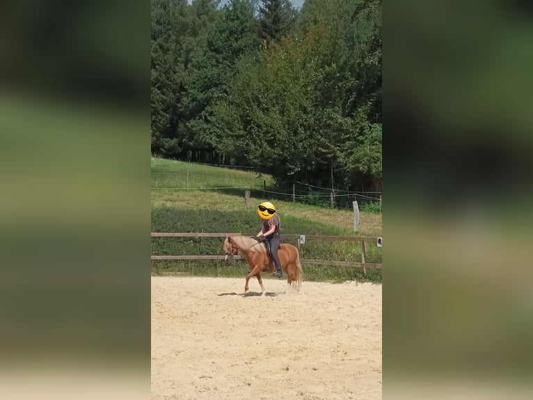 Welsh A (Mountain Pony) Mare 16 years 11,2 hh Chestnut-Red in Lindlar