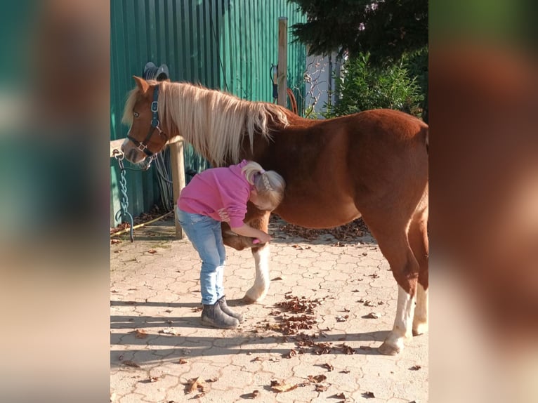 Welsh A (Mountain Pony) Mare 16 years 11,2 hh Chestnut-Red in Lindlar