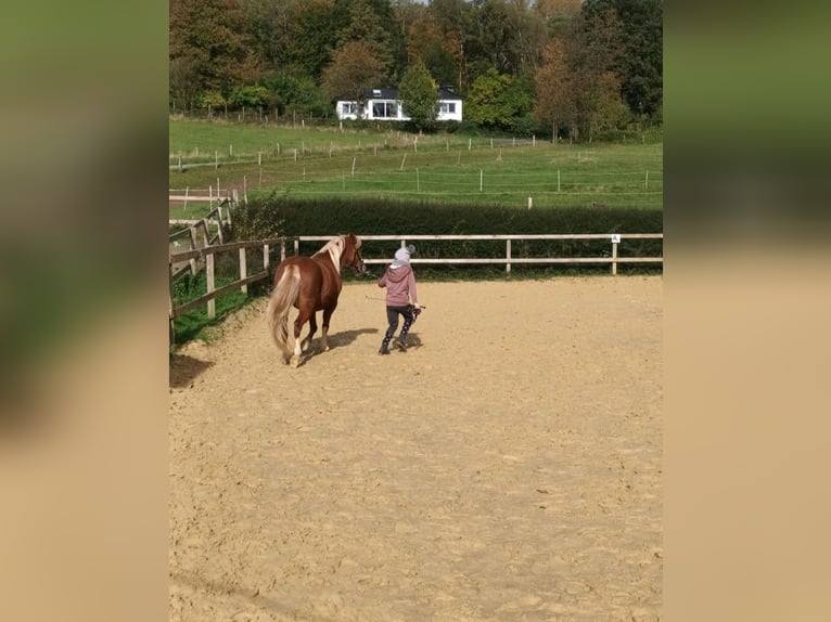 Welsh A (Mountain Pony) Mare 16 years 11,2 hh Chestnut-Red in Lindlar