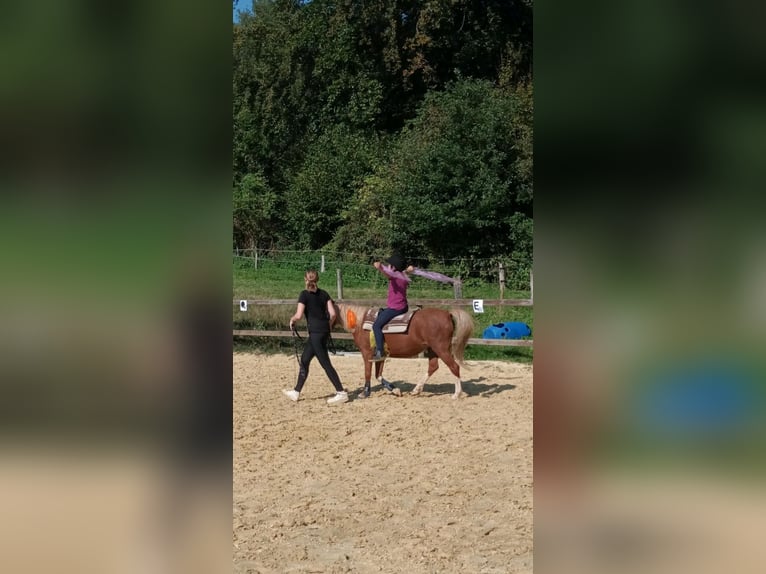 Welsh A (Mountain Pony) Mare 16 years 11,2 hh Chestnut-Red in Lindlar