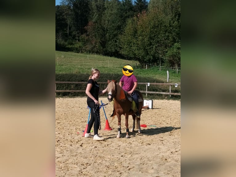 Welsh A (Mountain Pony) Mare 16 years 11,2 hh Chestnut-Red in Lindlar