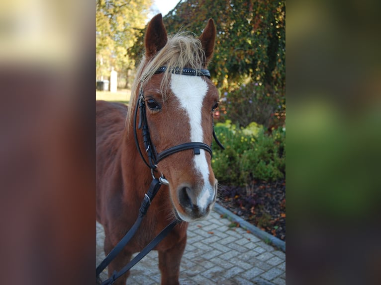 Welsh A (Mountain Pony) Mix Mare 17 years 12,2 hh Chestnut-Red in Metelen