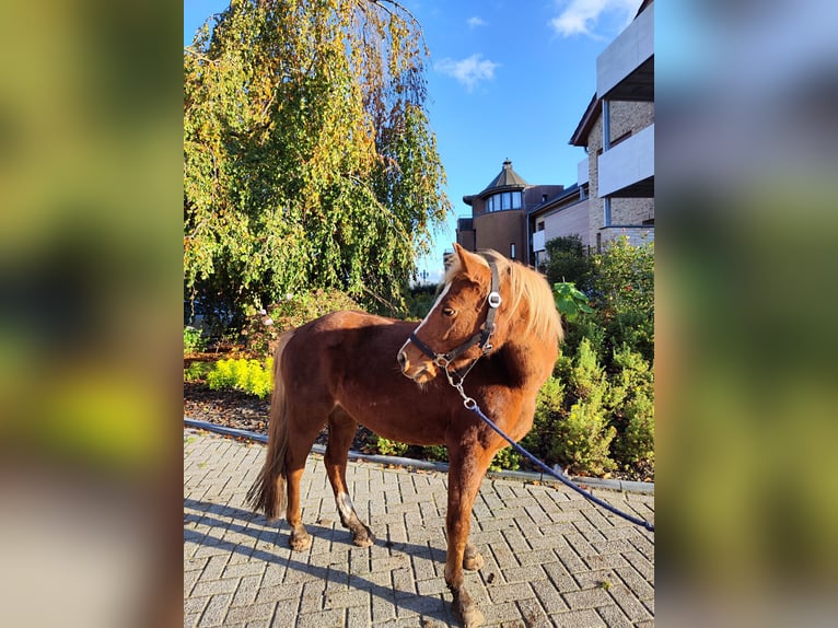 Welsh A (Mountain Pony) Mix Mare 17 years 12,2 hh Chestnut-Red in Metelen