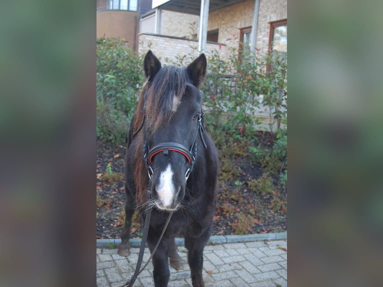 Welsh A (Mountain Pony) Mix Mare 18 years 12,1 hh Black in Metelen