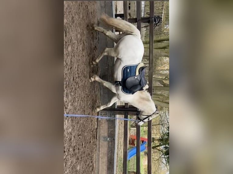 Welsh A (Mountain Pony) Mare 18 years 12 hh Gray in Seevetal