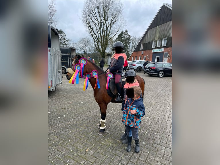 Welsh A (Mountain Pony) Mare 19 years 11,1 hh Brown in Osterwald