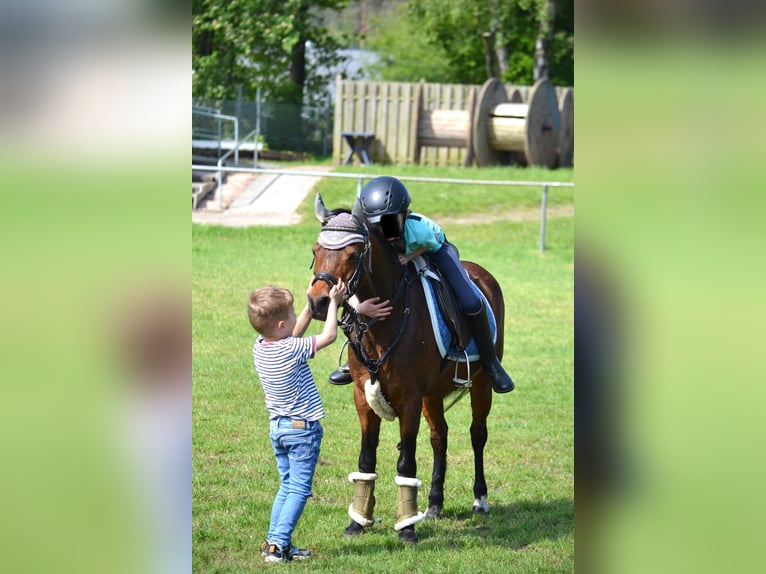 Welsh A (Mountain Pony) Mare 19 years 11,1 hh Brown in Osterwald