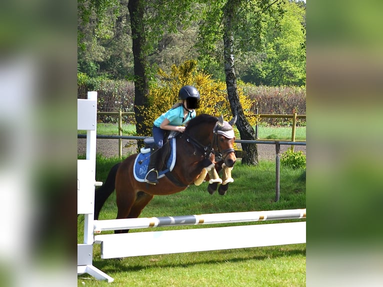 Welsh A (Mountain Pony) Mare 19 years 11,1 hh Brown in Osterwald