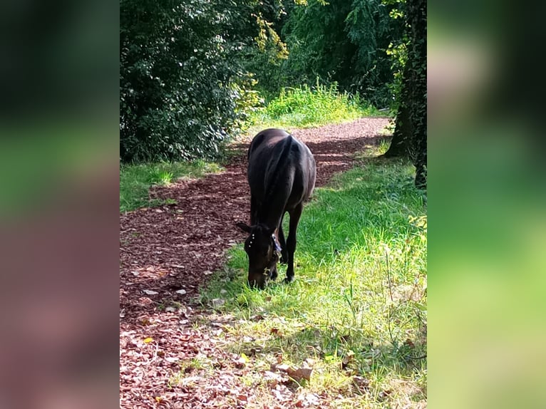 Welsh A (Mountain Pony) Mare 1 year 10,2 hh Bay-Dark in Alblasserdam