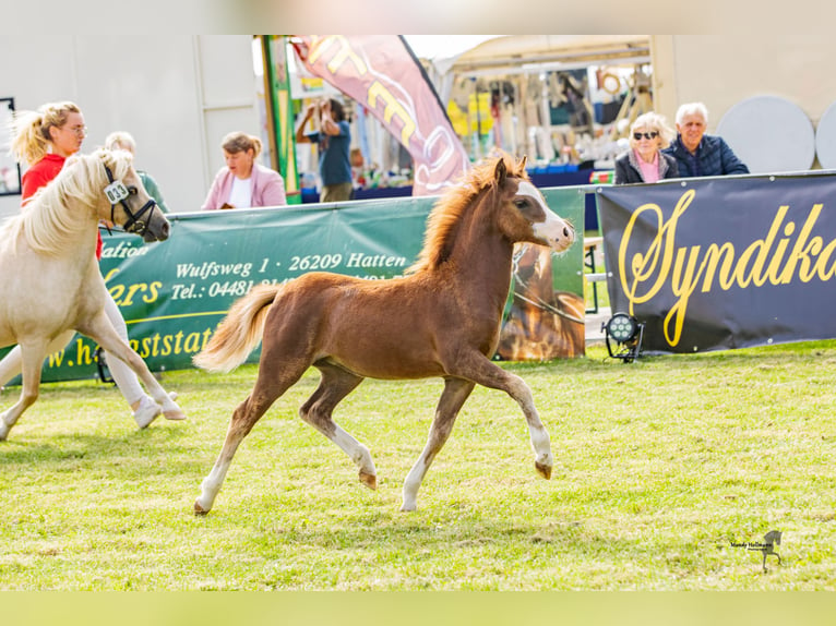 Welsh A (Mountain Pony) Mare 1 year 11,1 hh Chestnut-Red in Bielefeld