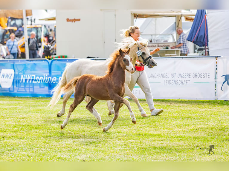 Welsh A (Mountain Pony) Mare 1 year 11,1 hh Chestnut-Red in Bielefeld