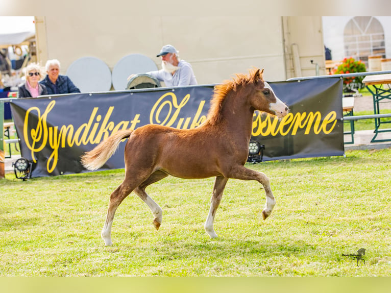 Welsh A (Mountain Pony) Mare 1 year 11,1 hh Chestnut-Red in Bielefeld