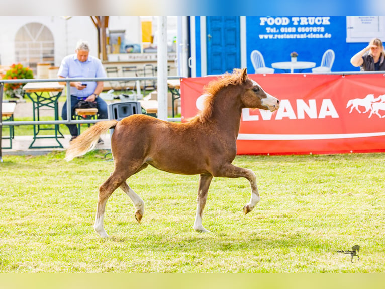 Welsh A (Mountain Pony) Mare 1 year 11,1 hh Chestnut-Red in Bielefeld