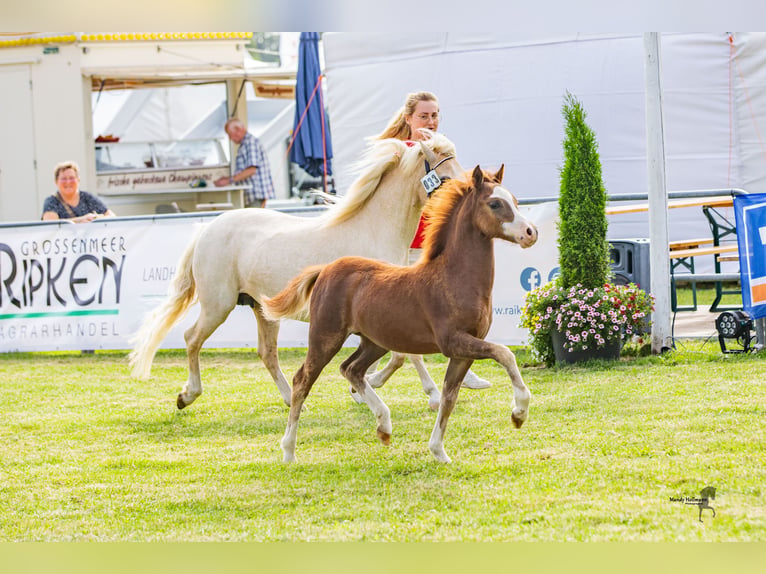 Welsh A (Mountain Pony) Mare 1 year 11,1 hh Chestnut-Red in Bielefeld