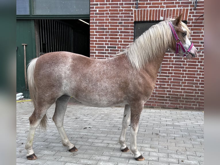 Welsh A (Mountain Pony) Mare 1 year in Rhede