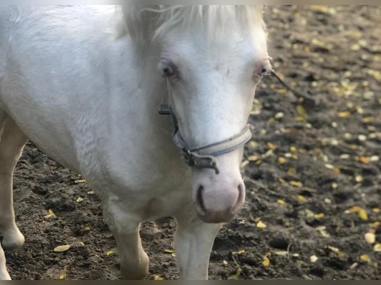 Welsh A (Mountain Pony) Mare 1 year Gray in Strasbourg