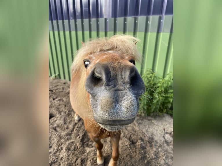 Welsh A (Mountain Pony) Mix Mare 22 years 10,2 hh Chestnut-Red in Winsen (Aller)