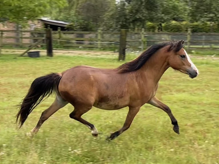 Welsh A (Mountain Pony) Mare 2 years 11,1 hh Brown-Light in Kampenhout