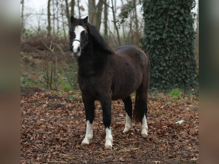 Welsh A (Mountain Pony) Mare 2 years 11,1 hh Smoky-Black in Aalten