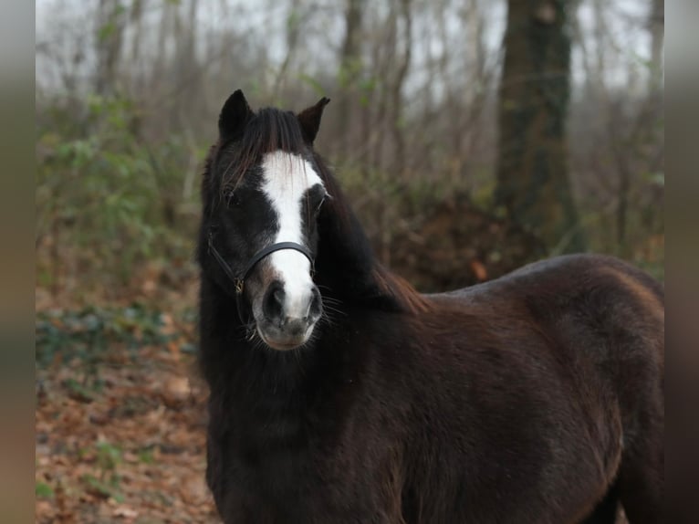 Welsh A (Mountain Pony) Mare 2 years 11,1 hh Smoky-Black in Aalten